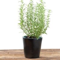 Potteskjuler i sort med krydderurter udenfor ved grillen