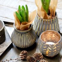 Glas urtepotter med hyacint i smukt stilleben