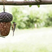foderhus til små fugle hængt op i et træ i haven hvor en fugl spiser